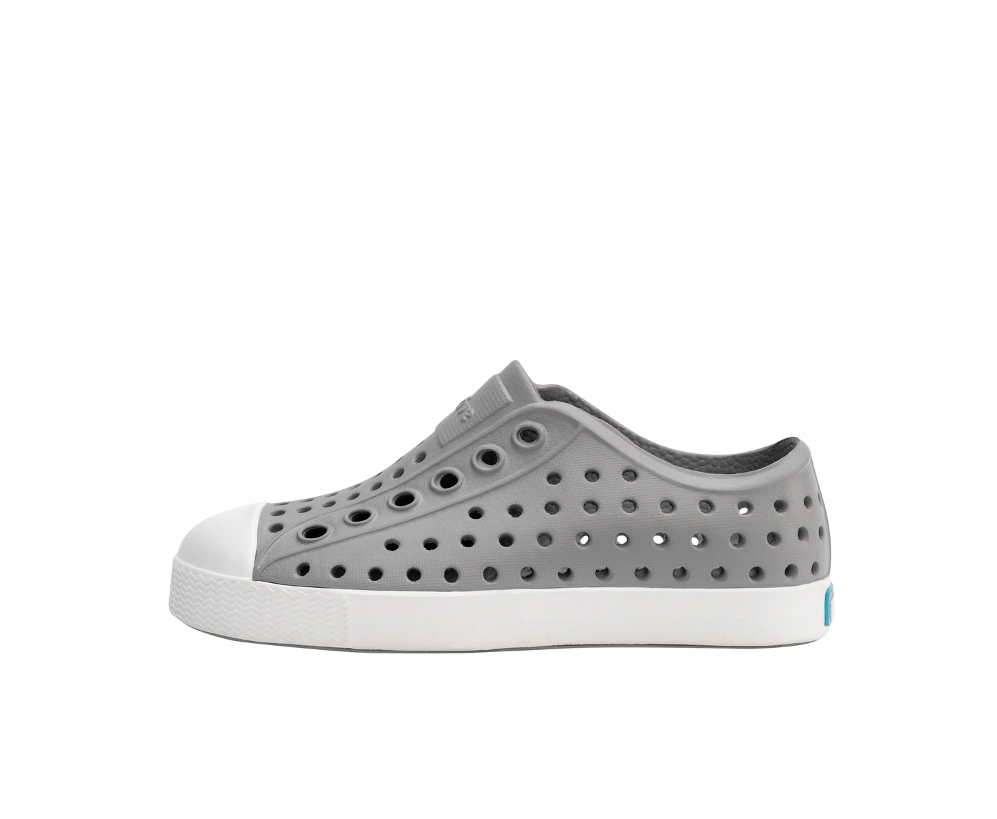 Native Jefferson Pigeon Grey